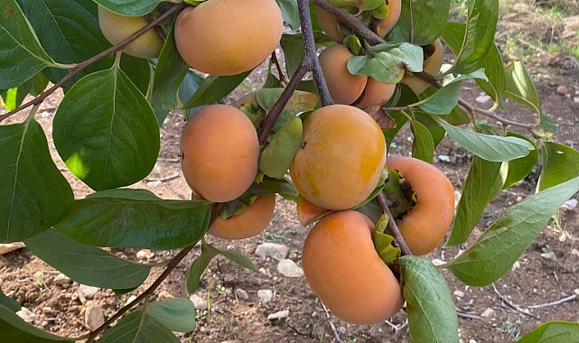 Cennet Meyvesinde hasat dönemi başladı