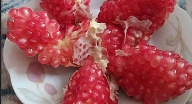 Deve Dişi Nar'da Hasat Zamanı
