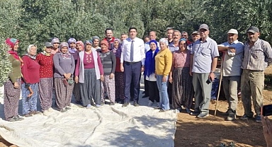 Ermenek'te Zeytinde Hasat Zamanı