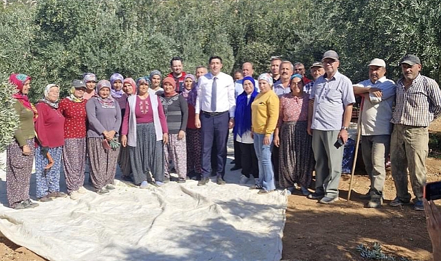 Ermenek'te Zeytinde Hasat Zamanı 