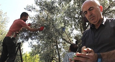 Karaman’da zeytin hasadı sürüyor