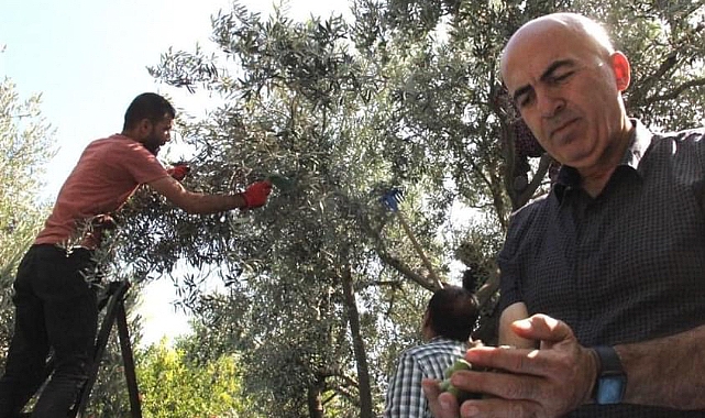 Karaman’da zeytin hasadı sürüyor