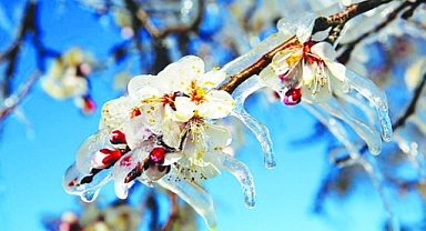 Karaman için zirai don uyarısı