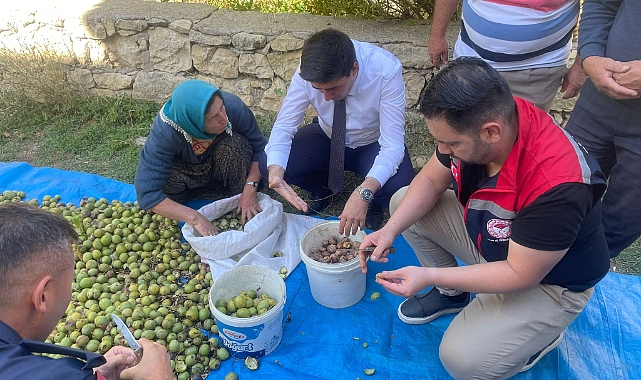 Kaymakam Erdoğan Ceviz Hasadına Katıldı