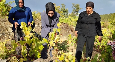 Kaymakam Kütük, Elma ve Üzüm hasadına katıldı