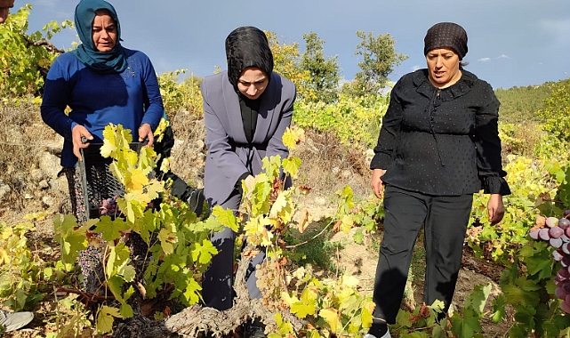 Kaymakam Kütük, Elma ve Üzüm hasadına katıldı
