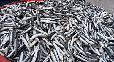 Semt Pazarında Balık Fiyatları Cep Yakıyor! Hamsi 180-TL/Kg