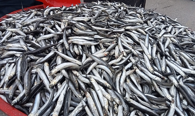 Semt Pazarında Balık Fiyatları Cep Yakıyor! Hamsi 180-TL/Kg