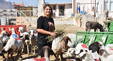 Üniversite mezunu kadın devlet desteğiyle küçükbaş hayvan çiftliği kurdu