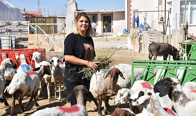 Üniversite mezunu kadın devlet desteğiyle küçükbaş hayvan çiftliği kurdu