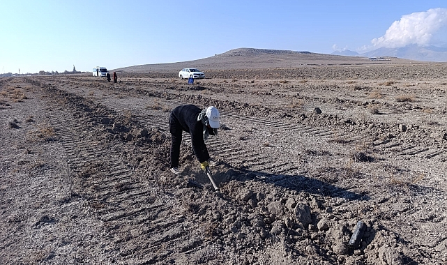 Amenajman Projesi Kapsamında Atriplex ve Kochia Bitkilerinin Dikimi Başladı