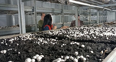 Karaman'da Mantar üretimi çiftçiye yeni gelir kapısı olacak
