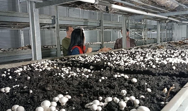 Karaman'da Mantar üretimi çiftçiye yeni gelir kapısı olacak