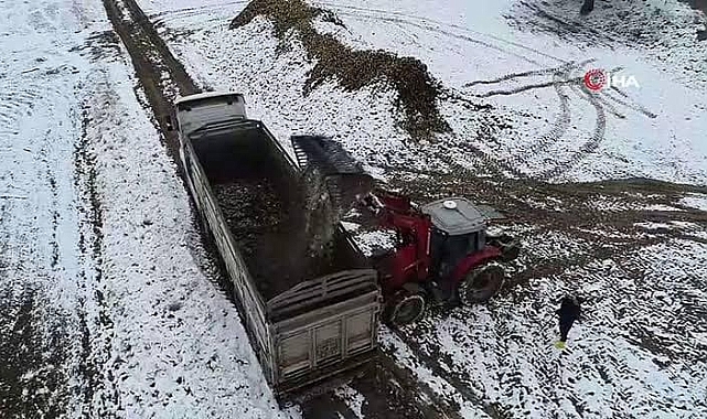 Özelleşen Şeker Fabrikasına yatırım yapılmayınca pancar üreticisinin ürünü tarlada kaldı