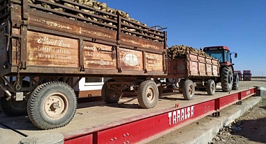 Pancar Kantarlarında Alım Yeniden Başladı
