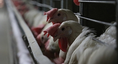 Tarım ve Orman Bakanlığı'ndan Kuş Gribi Uyarısı