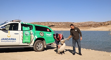 Yaralı Bulunan Pelikanlar Tedavilerinin Ardından Doğaya Salındı
