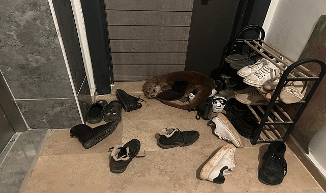 Apartmana giren su samuru doğal ortamına salındı
