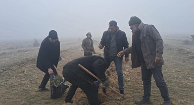 Arazilere tuz çalısı ekimi devam ediyor