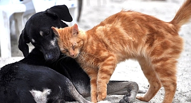 Hayvanların Korunmasına Dair Uygulama Yönetmeliği Resmi Gazetede Yayımlandı