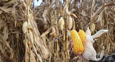Karaman dahil 11 ilde mısır ekimine kısıtlama getirildi! Münavebeye uygun ekim yapmayan destek alamayacak!