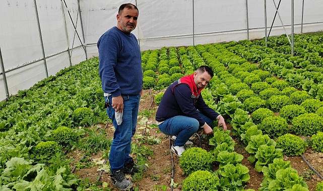 Ermenek'te Seralarda Yetişen Ürünler bölgenin sebze ihtiyacını karşılıyor