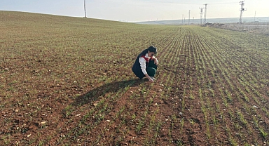 Hububat ekili alanlarda ürün çıkışları kontrol edildi