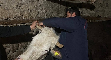İlçelerde Büyükbaş hayvanların kontrolleri sürüyor