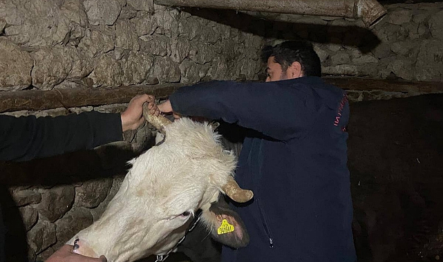 İlçelerde Büyükbaş hayvanların kontrolleri sürüyor