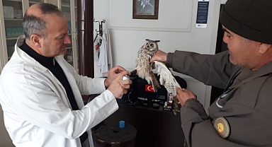 Karaman'da 2024 yılında 50 yaban hayvanı yeniden hayat buldu