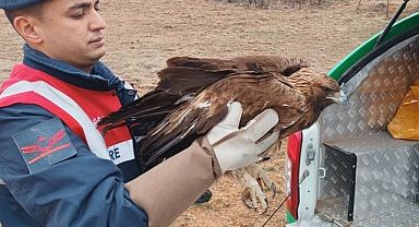 Karaman'da bulunan yaralı Kızıl Şahin Koruma Altına Alındı