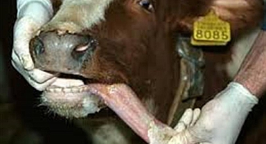 Karaman’da Şap tehlikesi artıyor