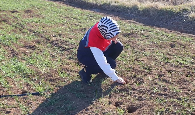 Karaman'da tarla faresi ile mücadele başladı