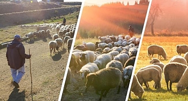 Sürü Yöneticisi (Çoban) İstihdam Desteği İcmalleri askıya çıktı
