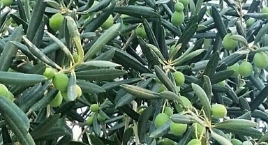 Türkiye'nin en fazla zeytin ağacına sahip illeri belli oldu. Karaman 22. Sırada