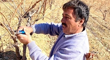 Coğrafi işaretli Ekşi kara üzümü yeni sezona hazırlanıyor