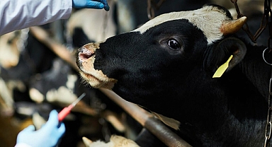 Kazımkarabekir Kaymakamlığı'ndan şap hastalığıyla ilgili: "Hastalık nadiren insanlara bulaşabilse de insandan insana yayılmamaktadır"