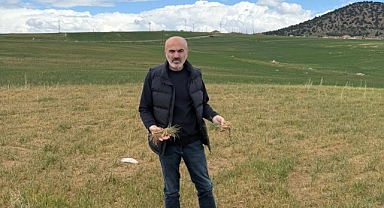 Karaman'da buğday ve arpa ekili alanlar kurumaya başladı