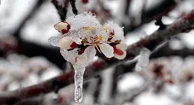 Meteorolojiden Karaman için zirai don uyarısı