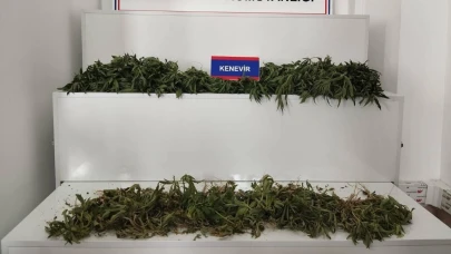 Karaman’da yüzlerde kök kenevir ele geçirildi