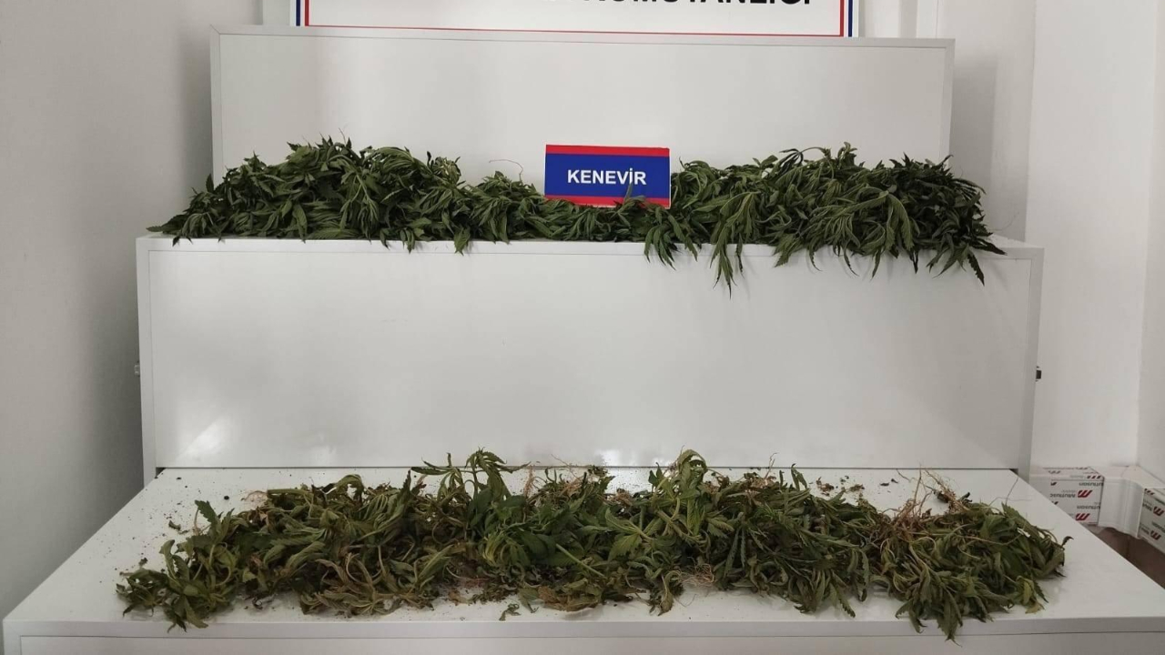 Karaman’da yüzlerde kök kenevir ele geçirildi