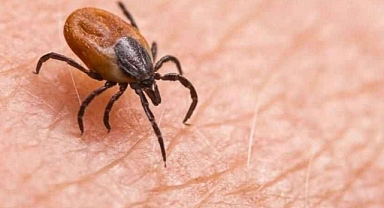 Hayvanların meralara çıkmasıyla birlikte keneler de görülmeye başladı