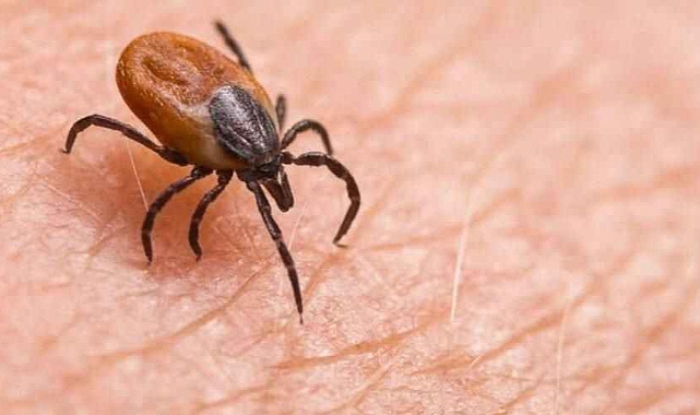 Hayvanların meralara çıkmasıyla birlikte keneler de görülmeye başladı