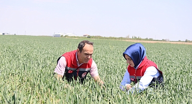 Hububat alanlarında fenolojik gözlem yapıldı