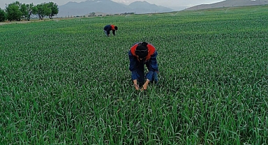 Karaman'da süneyle mücadele sürüyor