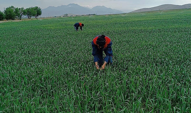 Karaman'da süneyle mücadele sürüyor