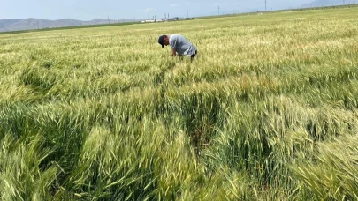 Karaman'da Tohumluk Arpa ve Buğday Kontrolleri Yapıldı