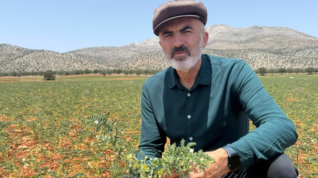 Nohut üretimine yaban domuzu ve kuraklık engeli