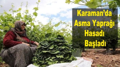 Karaman’da Asma Yaprağı Hasadı Başladı