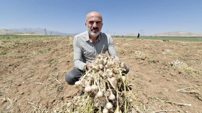 Karaman’da Sarımsak Hasadı Başladı